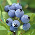 Blueberry Fruit as Treatment of Various Diseases