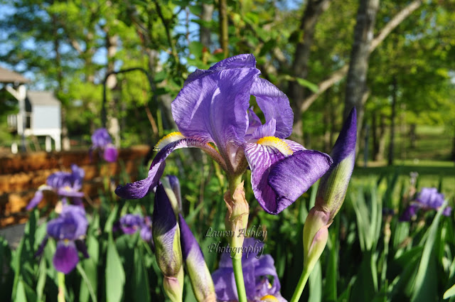 Iris