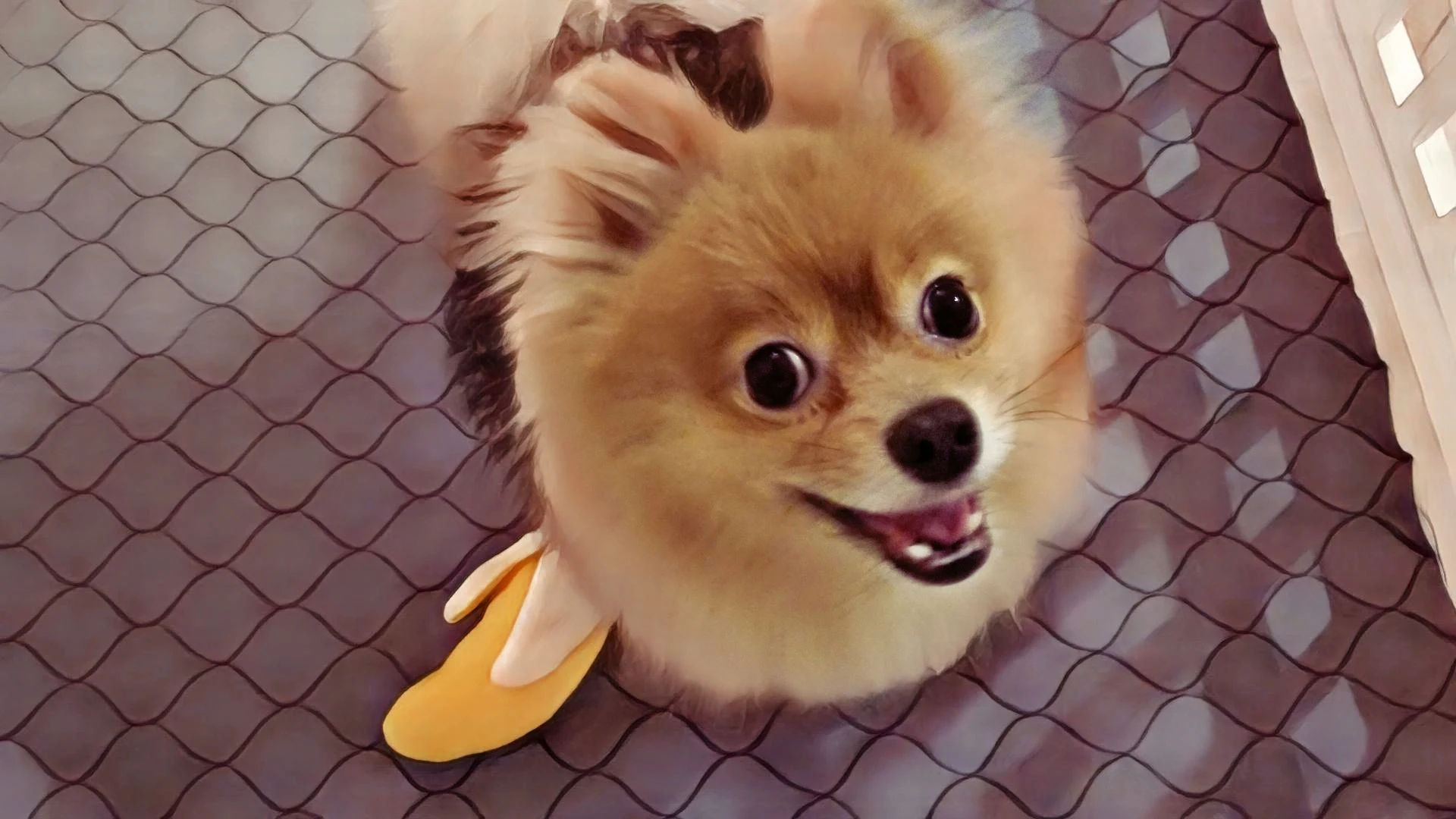 Chewy Pomeranian Dog Smiling