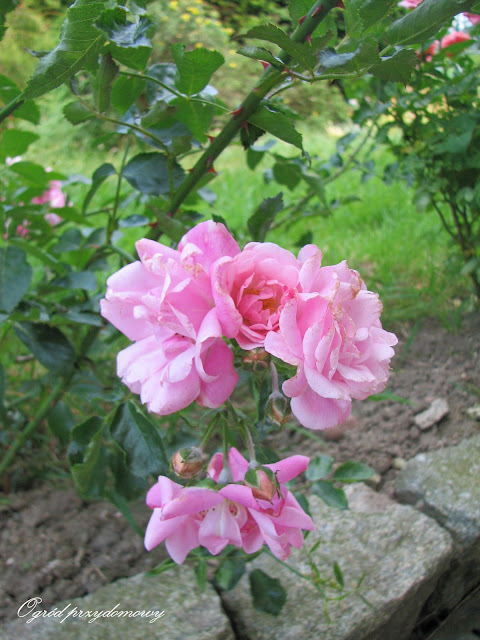 rabata różana, ogród przydomowy