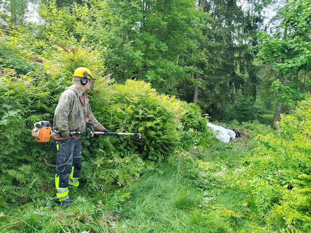 Tilauksesta #Pihaniittyjen #hoitamattomien #pihojen #raivaukset #Tampereen #pihatyöt Talonmiespalvelu@gmail.com kuva15 pensasaitojen pyöristykset