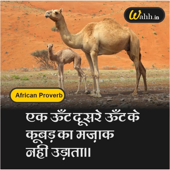 Best Camel Quotes  In Hindi