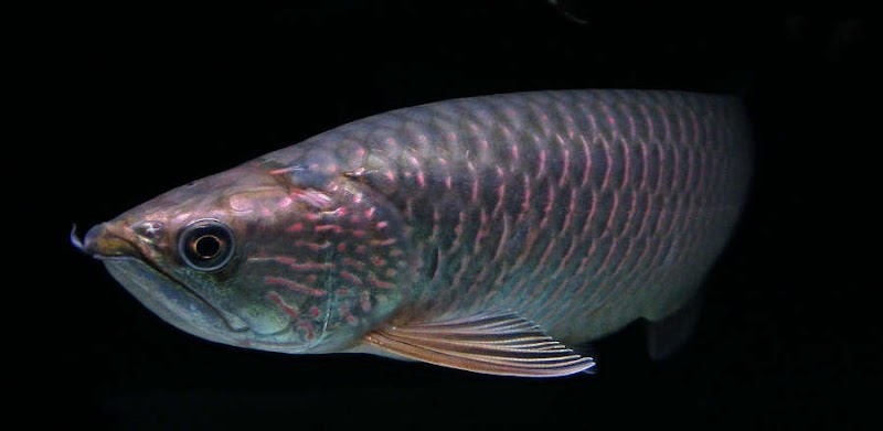 Penting Ikan Arwana Papua
