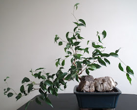  Ficus Wiandi semi-cascade bonsai