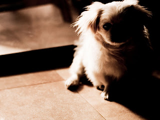 Pekingese Wallpaper