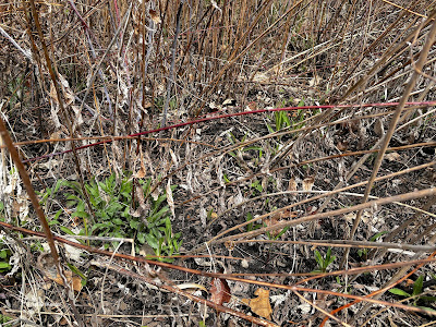Minnesota tallgrass prairie in April