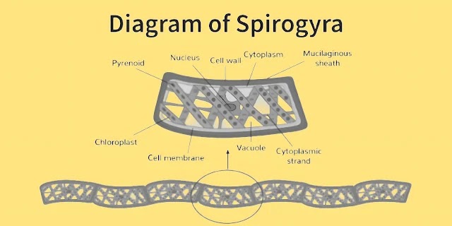 Spirogyra Algae : Introduction, Taxonomy/Classification, Morphology structure, Life cycle