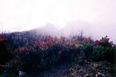 Vegetasi Puncak Ciremai