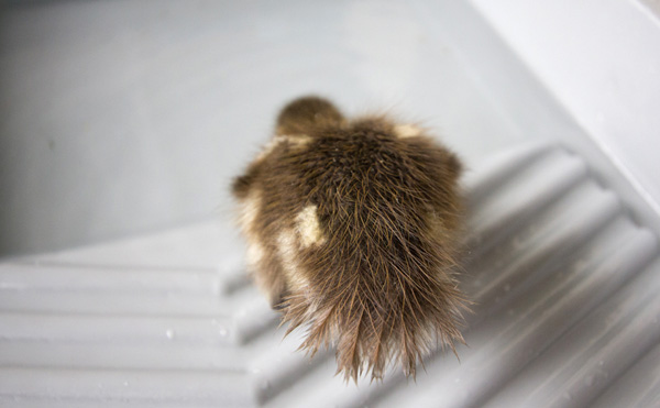 Cute baby mandarin duck swimming, cute baby duck, baby duck pictures