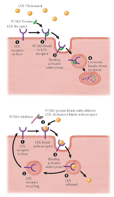 Proprotein Convertase Subtilisin/Kexin Type 9 (PCSK9).