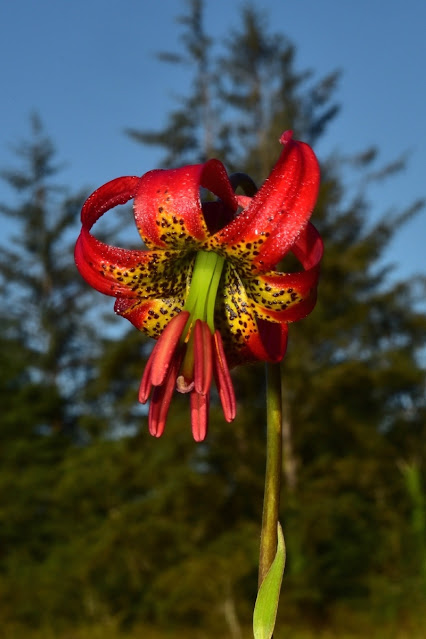 Лилия западная (Lilium occidentale)