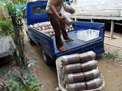 budidaya jamur tiram