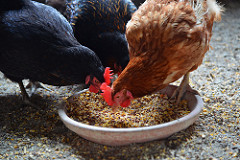 Poultry birds feeding to grow for poultry farm wealth