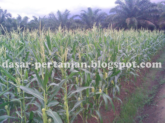  Menanam jagung sanggup dilakukan dimana saja asalkan mempunyai lahan atau lokasi pertanian y Tips Budidaya Jagung Di Area Persawahan