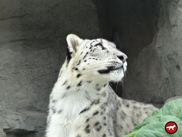 Léopard des neiges au musée de Sapporo