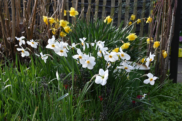 Narcissen Actea