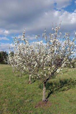 miniature cherry trees in bloom