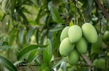 Mango production in the world