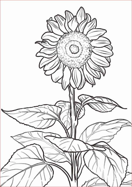 30 Gambar Sketsa Bunga Mudah Bunga Matahari  Mawar 