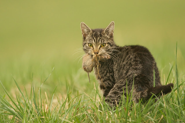 Káº¿t quáº£ hÃ¬nh áº£nh cho cat in field