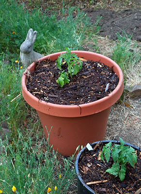 2 Tomato Varieties in 2 Different Size Pots