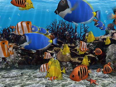 Screensavers on Do You Like Fish Screensavers Yeah Colorful Aquarium Images Are Very