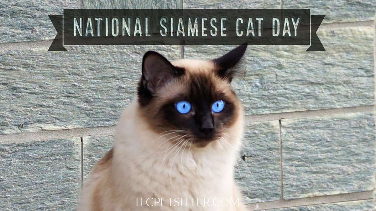 National Siamese Cat Day Wishes Awesome Images, Pictures, Photos, Wallpapers