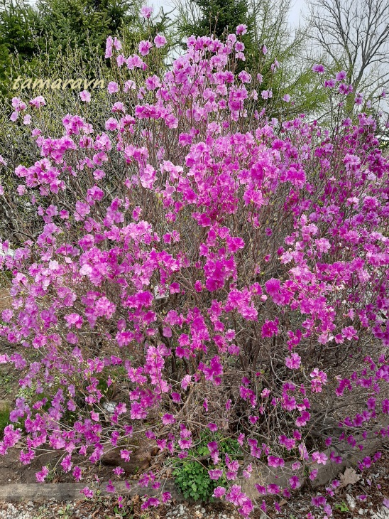 Рододендрон остроконечный (Rhododendron mucronulatum)