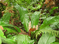 a plant species in Bigodi Wetlands