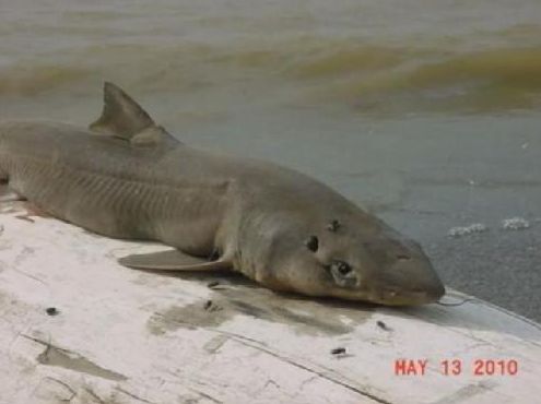 bull shark facts. Bull Shark Found in the Ohio