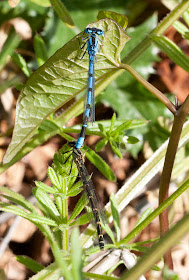 Azure damselfly, Coenagrion puella. Pair in tandem, male above. Hayes Street Farm, 19 May 2011.