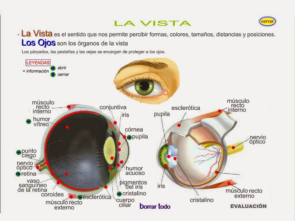 http://www.eltanquematematico.es/lossentidos/vista/vista_p.html