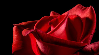 اجمل صورة وردة حمراء