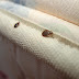 Getting Rid of Bed Bugs, Natural Remedies for Bed Bugs, Home Remedies to Get Rid of Bed Bugs