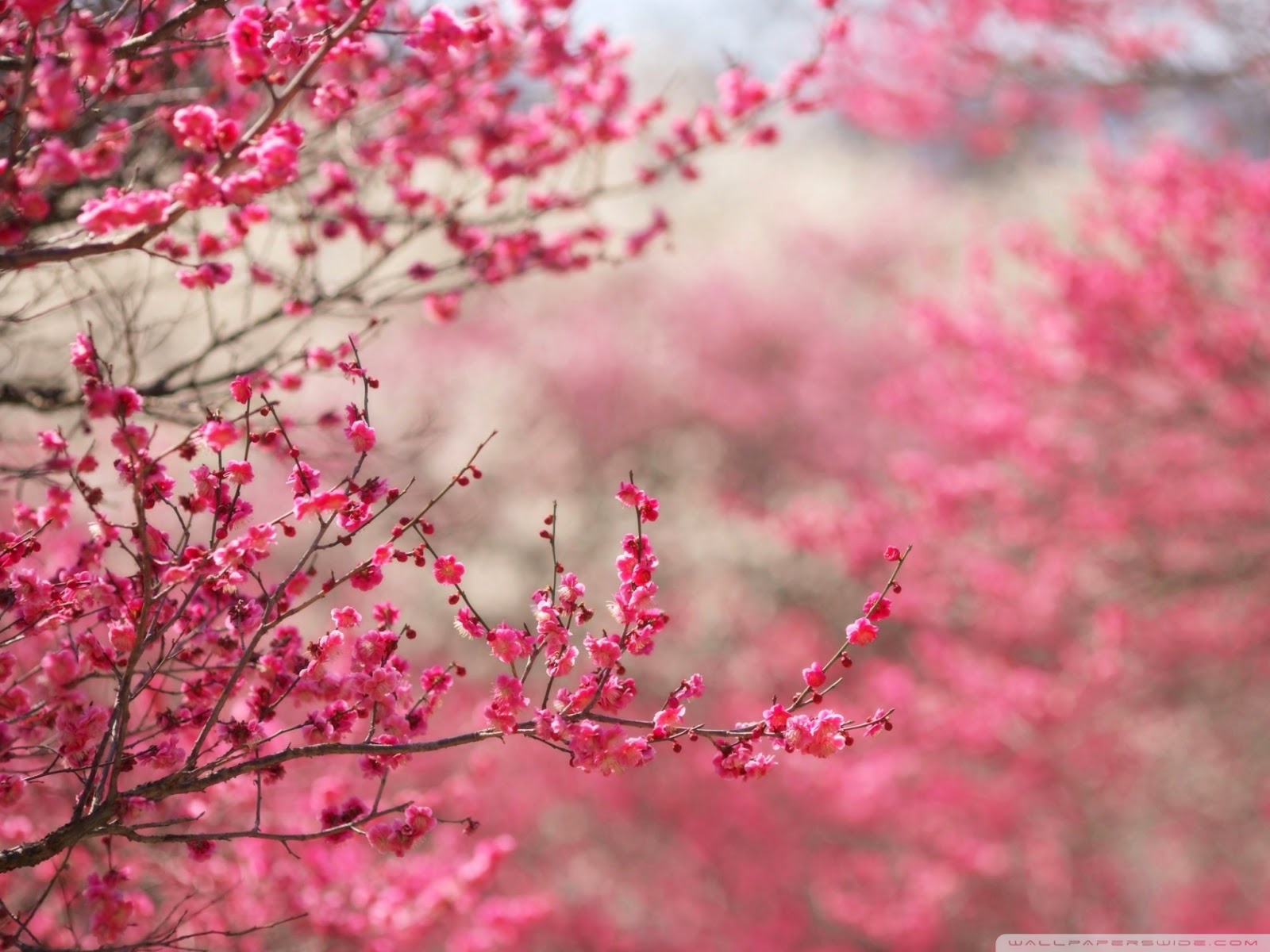 Tentang Jepang Bunga Sakura