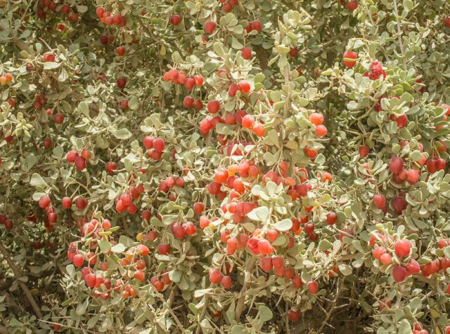 شجرة الغرقد اليهودية Gharqad tree