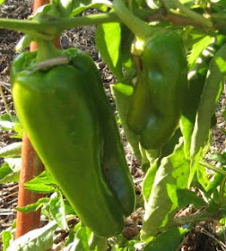 Peppers are still producing with 2 almost ready to pick.