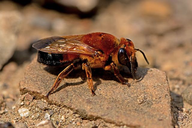 Megachile sculpturalis the Giant Resin Bee