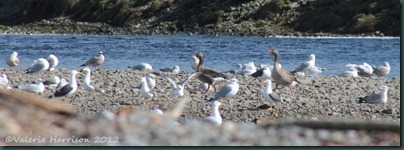 5-geese-and-gulls