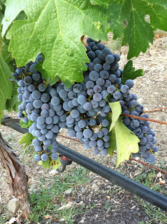 Napa California Wine Grapes