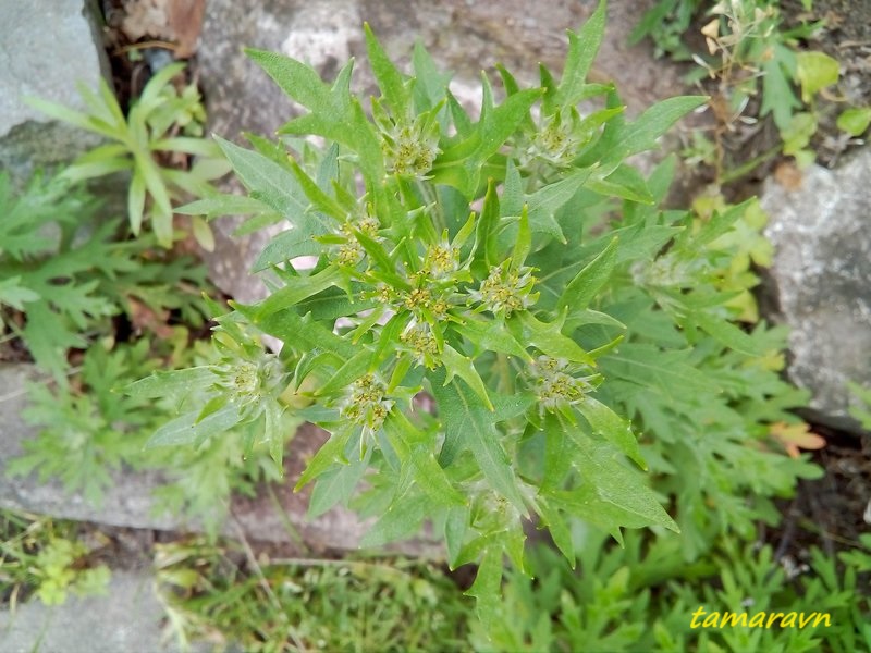 Аяния Палласа (Ajania pallasiana)