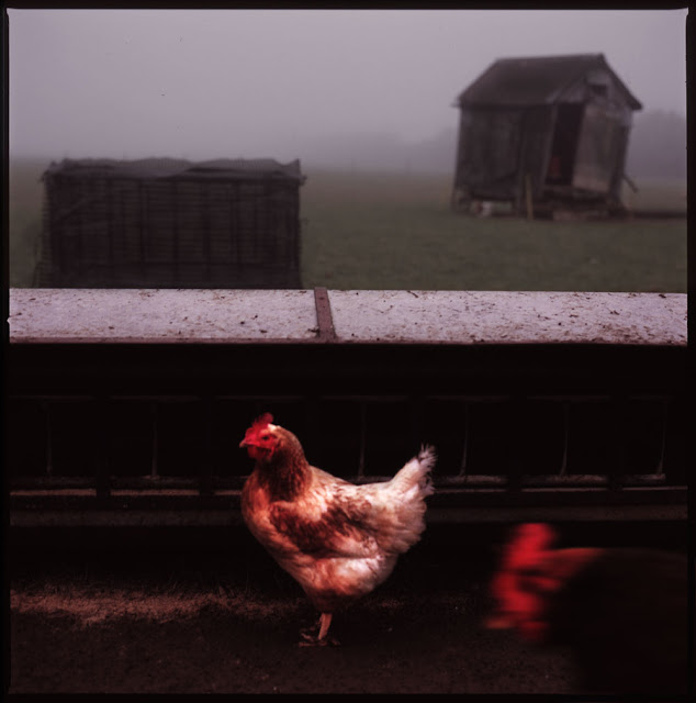 Hen House - Photograph by Tim Irving