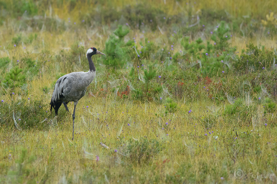 Sookurg, Grus grus, Eurasian Crane, Common, kurg