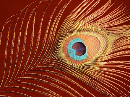 peacock @ Digaleri.com