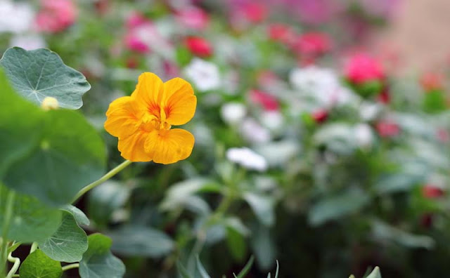 Nasturtium Flowers Pictures