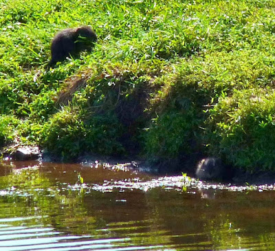 Muskrat Baby