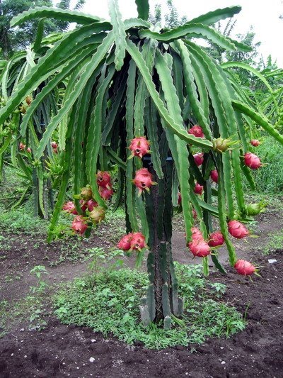 Trend Masa Kini Pohon Buah Naga