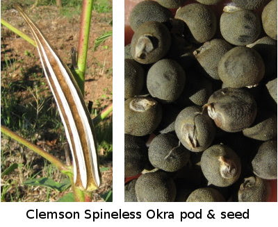 Saving okra seed