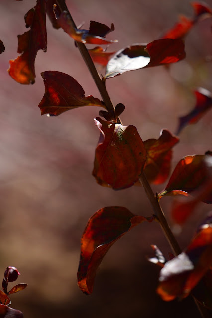 Lagerstroemia "Dynamite", small sunny garden, amy myers, crape myrtle, autumn foliage colour, desert garden