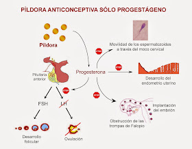 Mecanismo de acción de la píldora anticonceptiva sólo con progestágeno